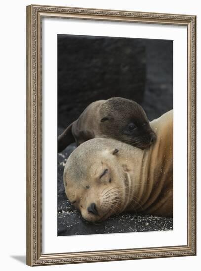 Galapagos Sea Lion Mom and New Pup, Rabida Island, Galapagos, Ecuador-Pete Oxford-Framed Photographic Print