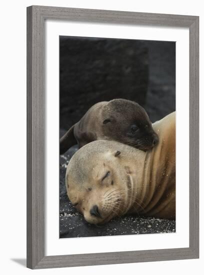 Galapagos Sea Lion Mom and New Pup, Rabida Island, Galapagos, Ecuador-Pete Oxford-Framed Photographic Print