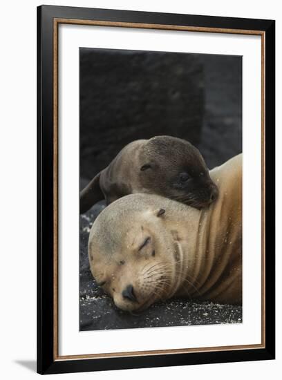 Galapagos Sea Lion Mom and New Pup, Rabida Island, Galapagos, Ecuador-Pete Oxford-Framed Photographic Print