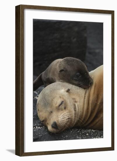 Galapagos Sea Lion Mom and New Pup, Rabida Island, Galapagos, Ecuador-Pete Oxford-Framed Photographic Print