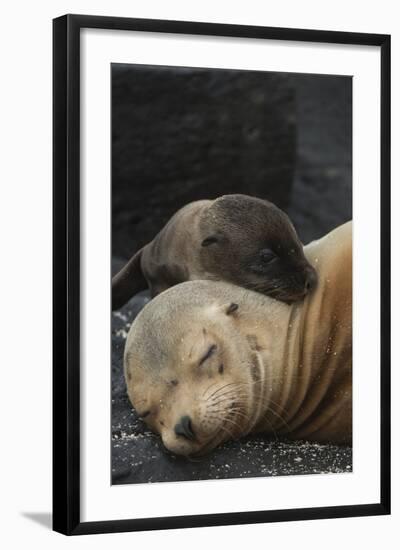 Galapagos Sea Lion Mom and New Pup, Rabida Island, Galapagos, Ecuador-Pete Oxford-Framed Photographic Print