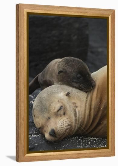 Galapagos Sea Lion Mom and New Pup, Rabida Island, Galapagos, Ecuador-Pete Oxford-Framed Premier Image Canvas