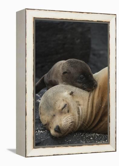 Galapagos Sea Lion Mom and New Pup, Rabida Island, Galapagos, Ecuador-Pete Oxford-Framed Premier Image Canvas