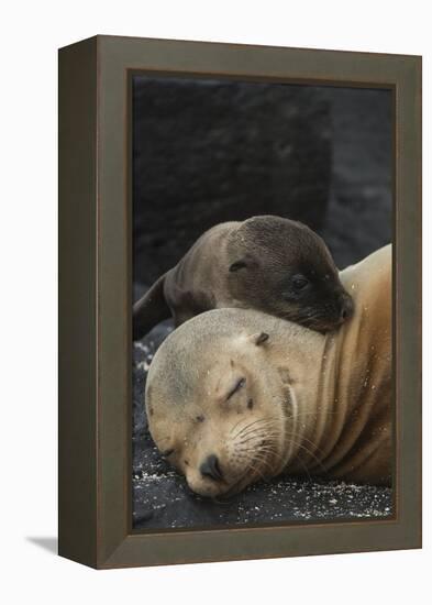 Galapagos Sea Lion Mom and New Pup, Rabida Island, Galapagos, Ecuador-Pete Oxford-Framed Premier Image Canvas