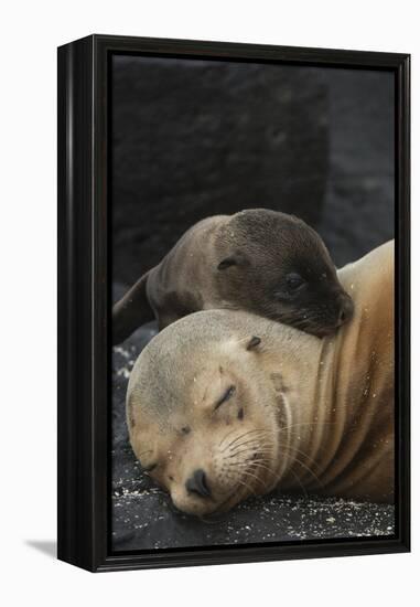 Galapagos Sea Lion Mom and New Pup, Rabida Island, Galapagos, Ecuador-Pete Oxford-Framed Premier Image Canvas