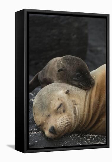 Galapagos Sea Lion Mom and New Pup, Rabida Island, Galapagos, Ecuador-Pete Oxford-Framed Premier Image Canvas