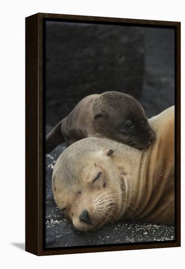 Galapagos Sea Lion Mom and New Pup, Rabida Island, Galapagos, Ecuador-Pete Oxford-Framed Premier Image Canvas