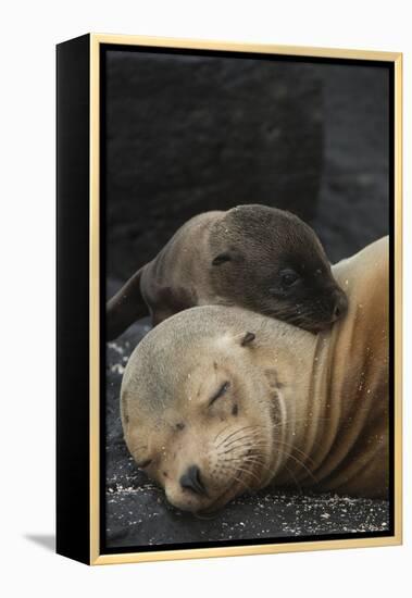 Galapagos Sea Lion Mom and New Pup, Rabida Island, Galapagos, Ecuador-Pete Oxford-Framed Premier Image Canvas