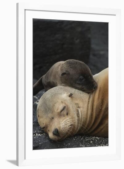 Galapagos Sea Lion Mom and New Pup, Rabida Island, Galapagos, Ecuador-Pete Oxford-Framed Photographic Print