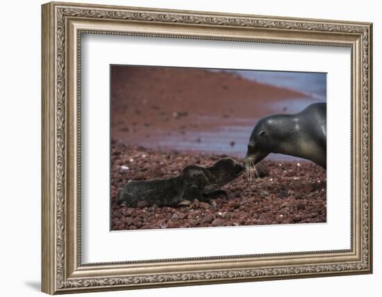 Galapagos Sea Lion Mom and New Pup, Rabida Island, Galapagos, Ecuador-Pete Oxford-Framed Photographic Print