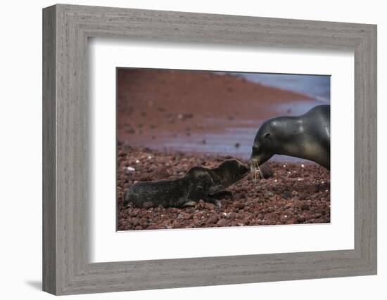 Galapagos Sea Lion Mom and New Pup, Rabida Island, Galapagos, Ecuador-Pete Oxford-Framed Photographic Print