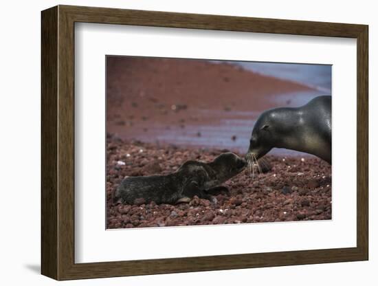 Galapagos Sea Lion Mom and New Pup, Rabida Island, Galapagos, Ecuador-Pete Oxford-Framed Photographic Print