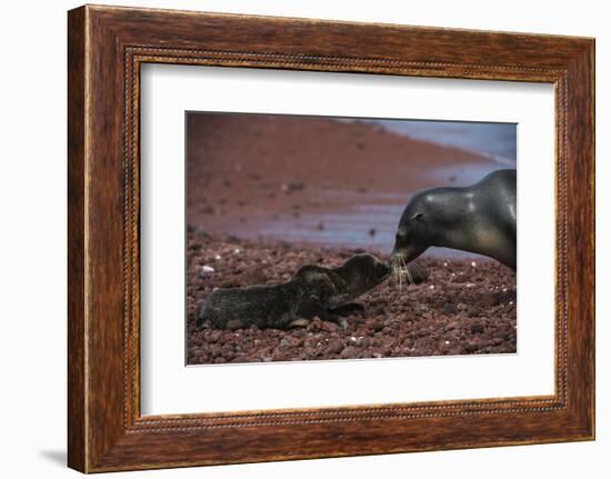 Galapagos Sea Lion Mom and New Pup, Rabida Island, Galapagos, Ecuador-Pete Oxford-Framed Photographic Print