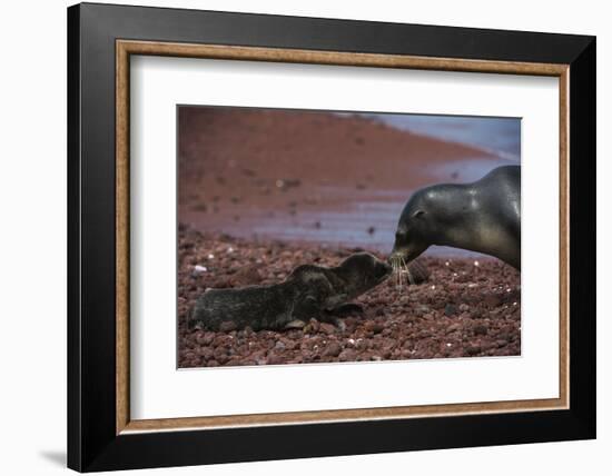 Galapagos Sea Lion Mom and New Pup, Rabida Island, Galapagos, Ecuador-Pete Oxford-Framed Photographic Print