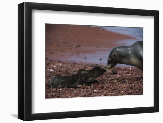 Galapagos Sea Lion Mom and New Pup, Rabida Island, Galapagos, Ecuador-Pete Oxford-Framed Photographic Print