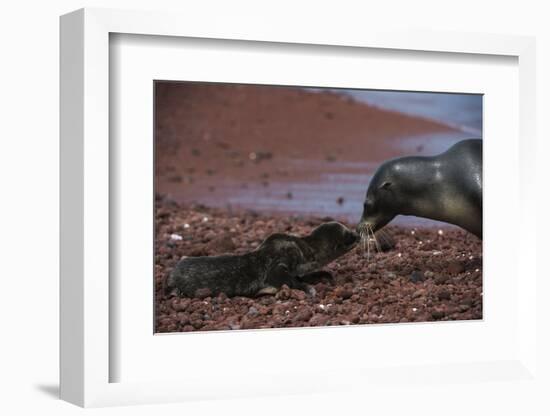 Galapagos Sea Lion Mom and New Pup, Rabida Island, Galapagos, Ecuador-Pete Oxford-Framed Photographic Print