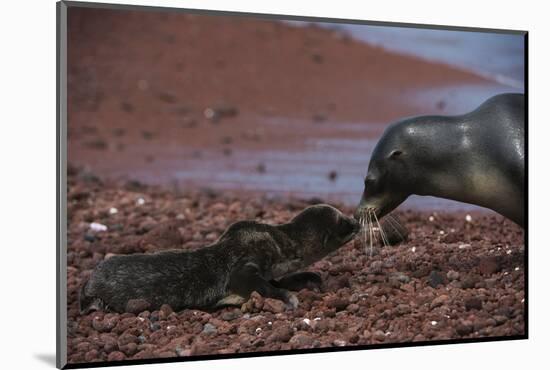 Galapagos Sea Lion Mom and New Pup, Rabida Island, Galapagos, Ecuador-Pete Oxford-Mounted Photographic Print