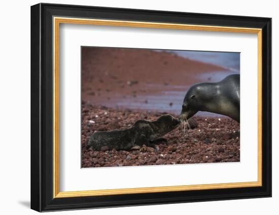 Galapagos Sea Lion Mom and New Pup, Rabida Island, Galapagos, Ecuador-Pete Oxford-Framed Photographic Print