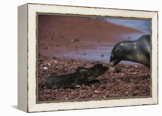 Galapagos Sea Lion Mom and New Pup, Rabida Island, Galapagos, Ecuador-Pete Oxford-Framed Premier Image Canvas