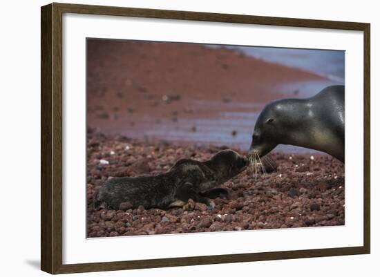 Galapagos Sea Lion Mom and New Pup, Rabida Island, Galapagos, Ecuador-Pete Oxford-Framed Photographic Print