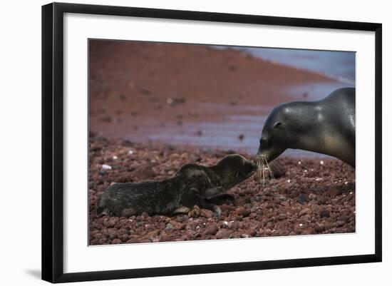 Galapagos Sea Lion Mom and New Pup, Rabida Island, Galapagos, Ecuador-Pete Oxford-Framed Photographic Print