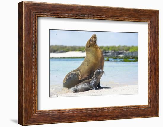 Galapagos sea lion mother with newborn pup, Galapagos-Tui De Roy-Framed Photographic Print