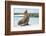 Galapagos sea lion mother with newborn pup, Galapagos-Tui De Roy-Framed Photographic Print