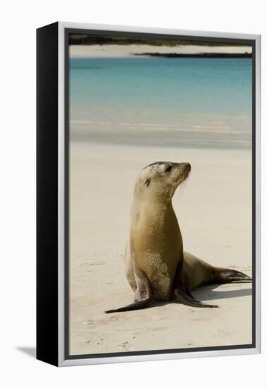 Galapagos Sea Lion on the Beach, San Cristobal, Galapagos, Ecuador-Cindy Miller Hopkins-Framed Premier Image Canvas