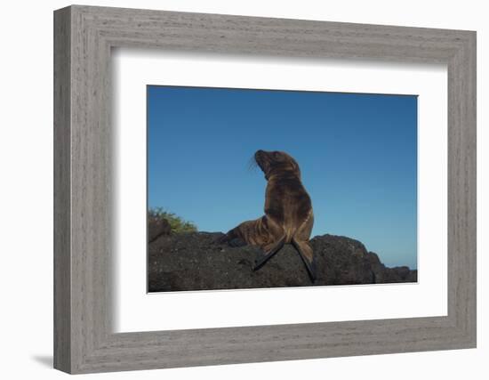 Galapagos Sea Lion Pup, Galapagos, Ecuador-Pete Oxford-Framed Photographic Print