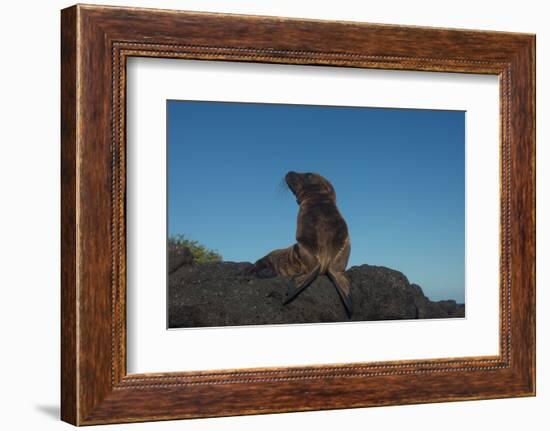 Galapagos Sea Lion Pup, Galapagos, Ecuador-Pete Oxford-Framed Photographic Print