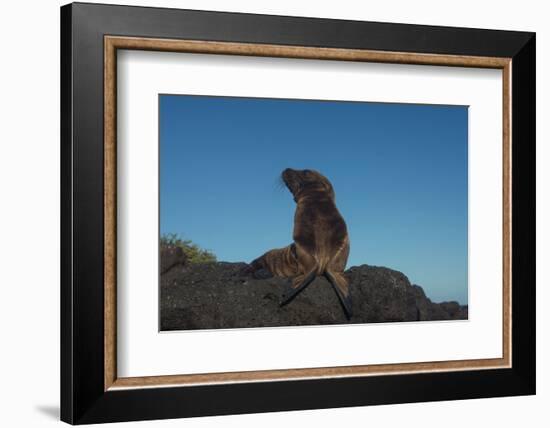 Galapagos Sea Lion Pup, Galapagos, Ecuador-Pete Oxford-Framed Photographic Print