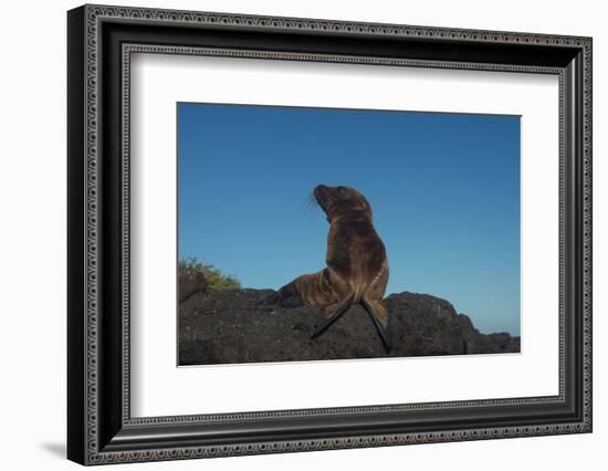 Galapagos Sea Lion Pup, Galapagos, Ecuador-Pete Oxford-Framed Photographic Print