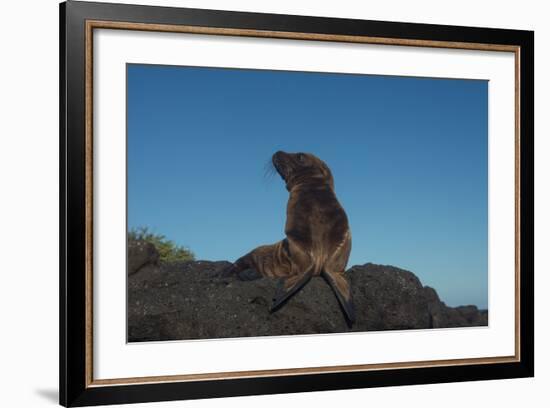 Galapagos Sea Lion Pup, Galapagos, Ecuador-Pete Oxford-Framed Photographic Print