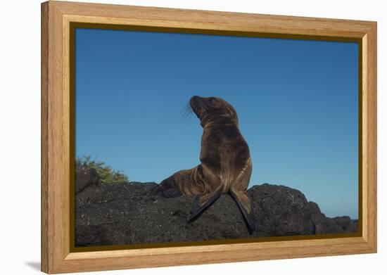 Galapagos Sea Lion Pup, Galapagos, Ecuador-Pete Oxford-Framed Premier Image Canvas