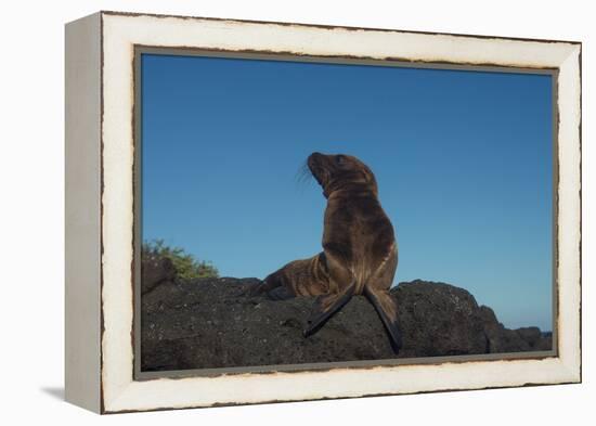 Galapagos Sea Lion Pup, Galapagos, Ecuador-Pete Oxford-Framed Premier Image Canvas