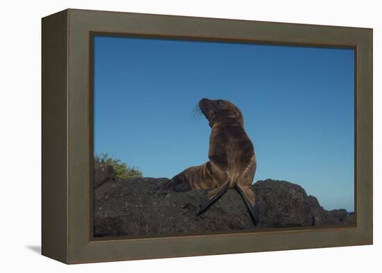 Galapagos Sea Lion Pup, Galapagos, Ecuador-Pete Oxford-Framed Premier Image Canvas