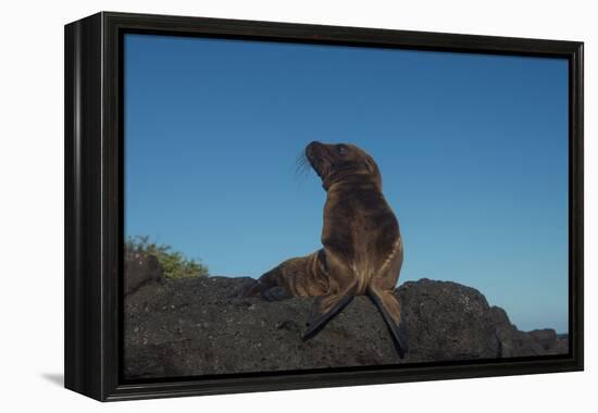 Galapagos Sea Lion Pup, Galapagos, Ecuador-Pete Oxford-Framed Premier Image Canvas