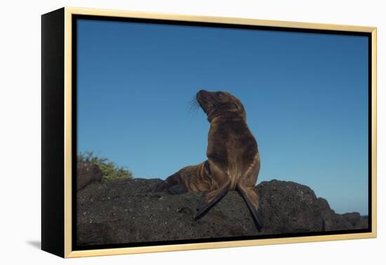 Galapagos Sea Lion Pup, Galapagos, Ecuador-Pete Oxford-Framed Premier Image Canvas