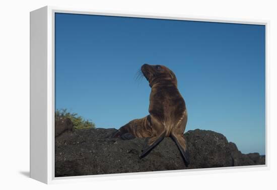 Galapagos Sea Lion Pup, Galapagos, Ecuador-Pete Oxford-Framed Premier Image Canvas