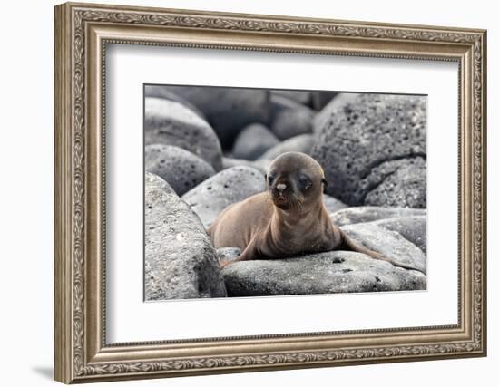 Galapagos Sea Lion Pup-Ilan Ben Tov-Framed Photographic Print