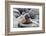 Galapagos Sea Lion Pup-Ilan Ben Tov-Framed Photographic Print