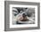 Galapagos Sea Lion Pup-Ilan Ben Tov-Framed Photographic Print