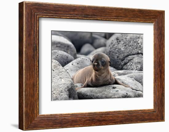 Galapagos Sea Lion Pup-Ilan Ben Tov-Framed Photographic Print