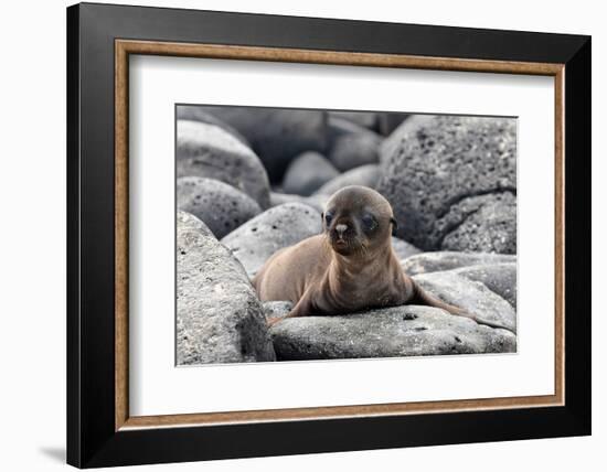 Galapagos Sea Lion Pup-Ilan Ben Tov-Framed Photographic Print