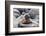 Galapagos Sea Lion Pup-Ilan Ben Tov-Framed Photographic Print