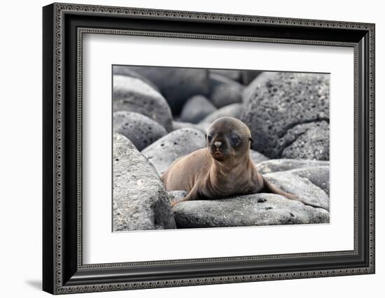 Galapagos Sea Lion Pup-Ilan Ben Tov-Framed Photographic Print