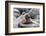 Galapagos Sea Lion Pup-Ilan Ben Tov-Framed Photographic Print