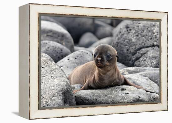 Galapagos Sea Lion Pup-Ilan Ben Tov-Framed Premier Image Canvas