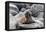 Galapagos Sea Lion Pup-Ilan Ben Tov-Framed Premier Image Canvas