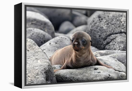 Galapagos Sea Lion Pup-Ilan Ben Tov-Framed Premier Image Canvas